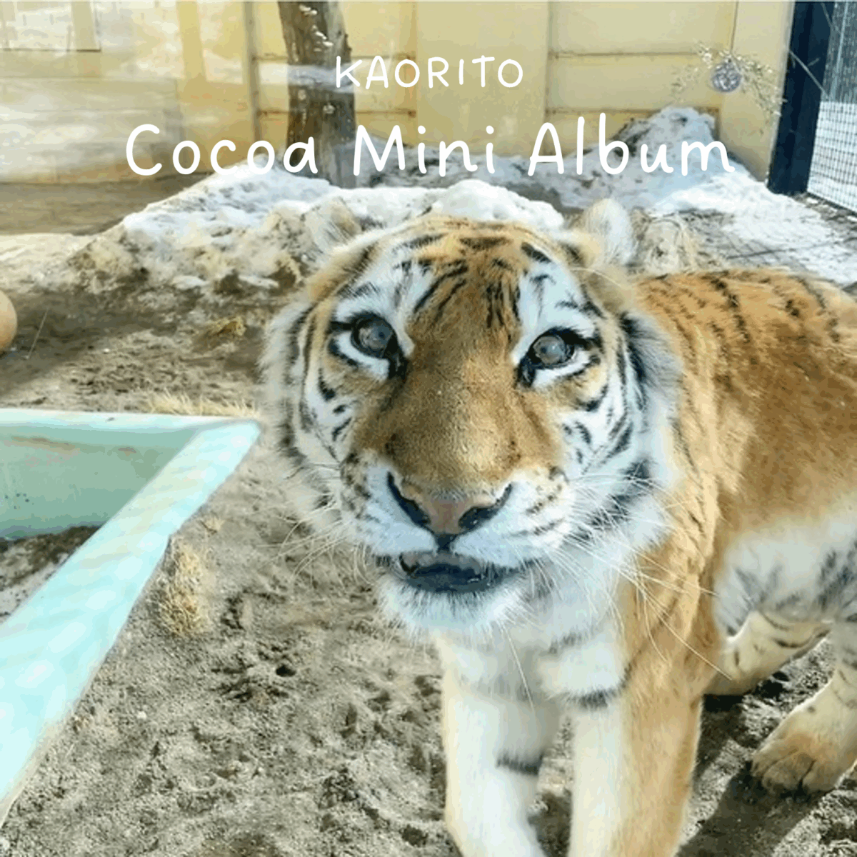 四肢に障害をもちながらも17年生き抜いた釧路市動物園アムールトラ