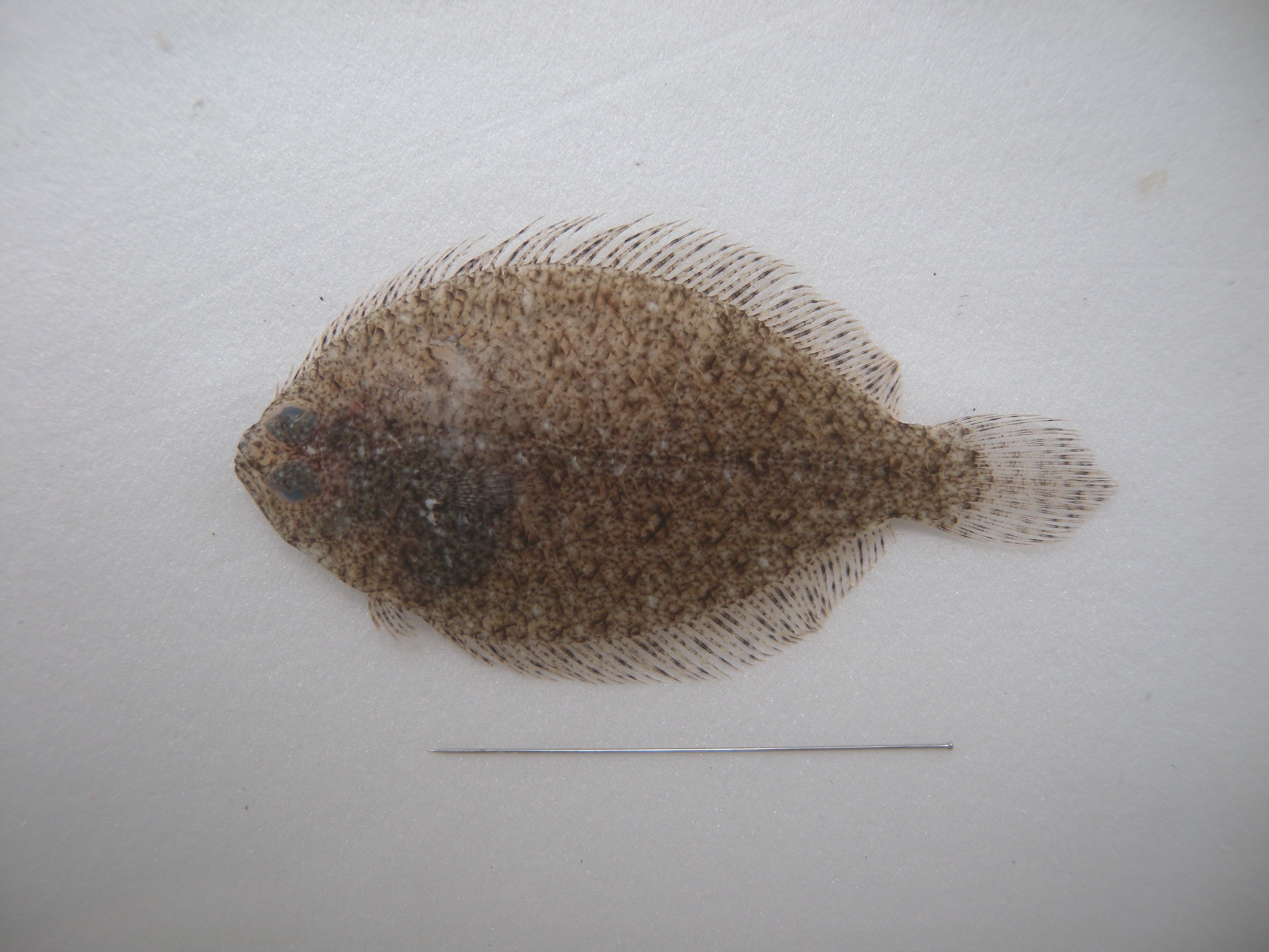 アラメガレイ属 - WEB魚図鑑