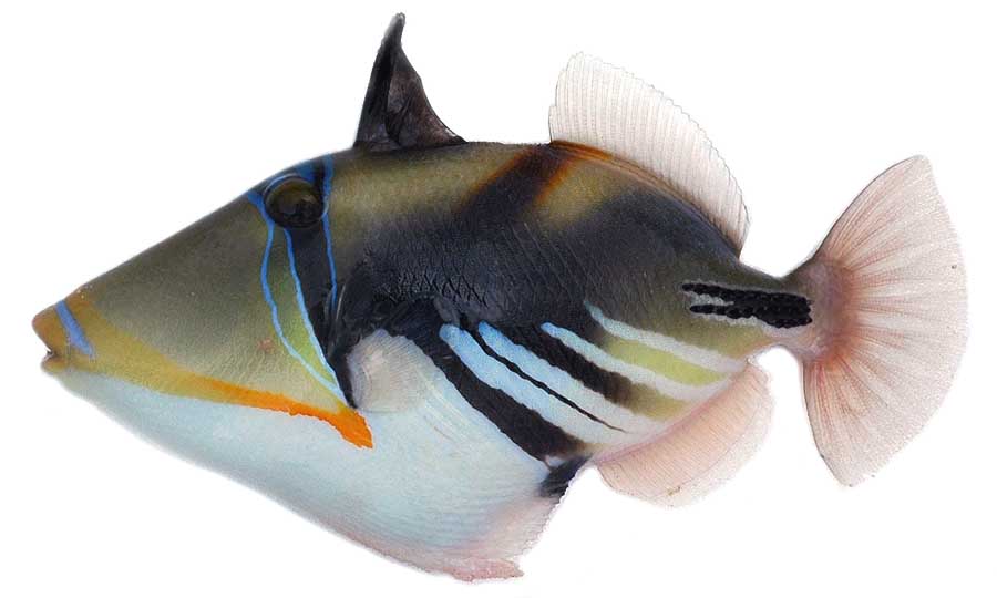 モンガラカワハギ科 - WEB魚図鑑