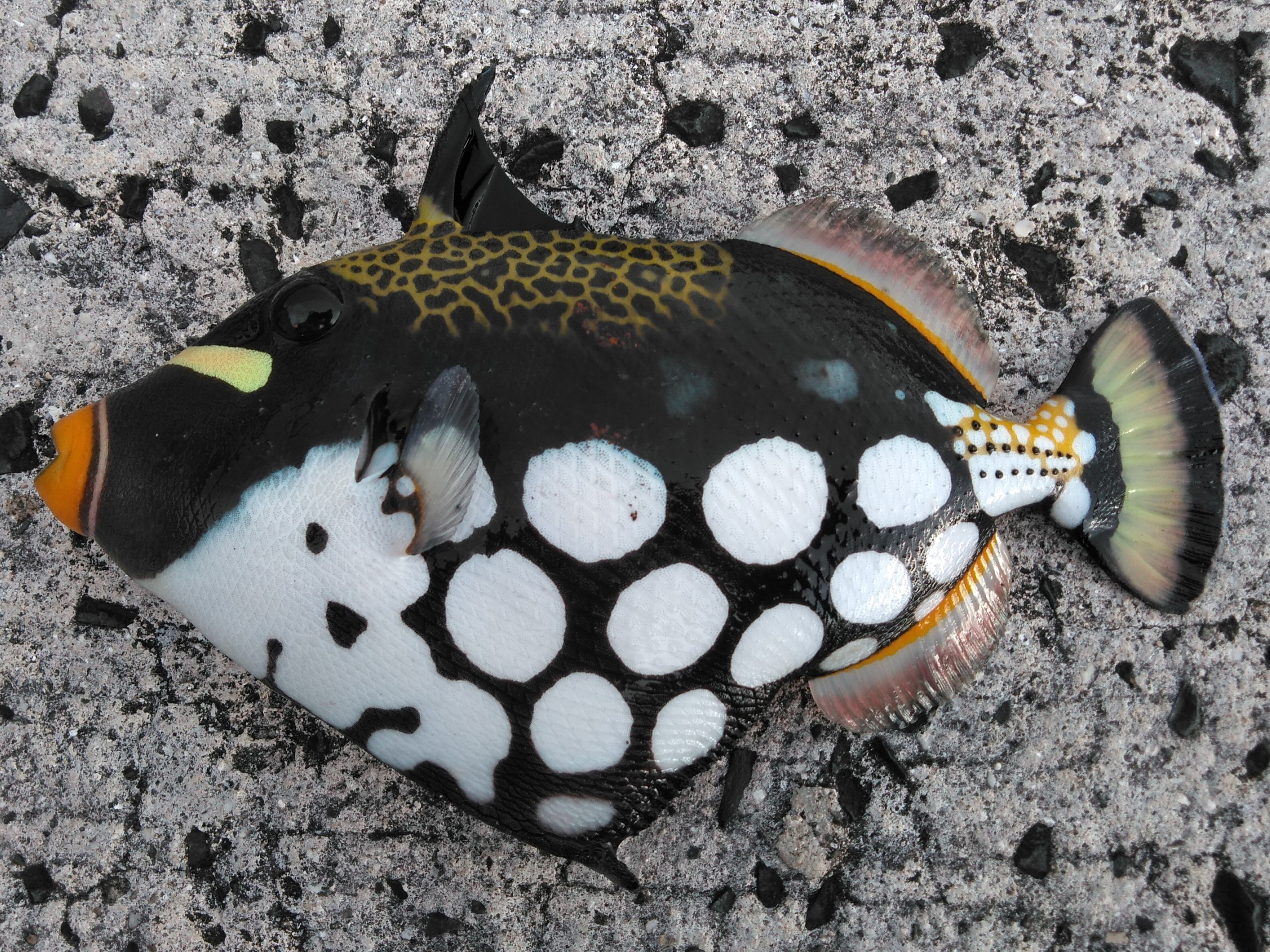 179087.jpg?width=1024&height=