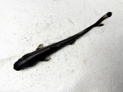 カラスザメ - WEB魚図鑑