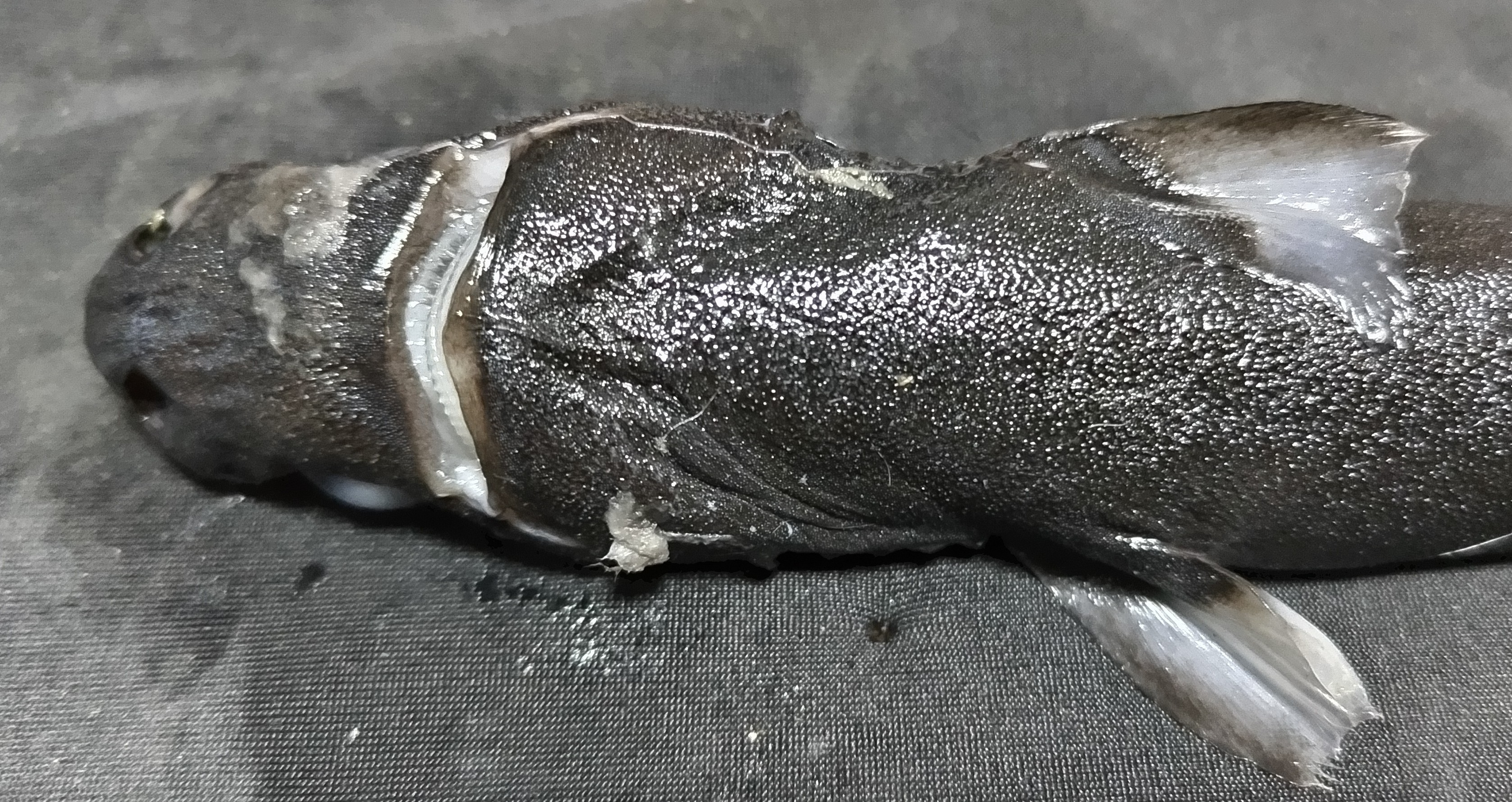 カラスザメ - WEB魚図鑑