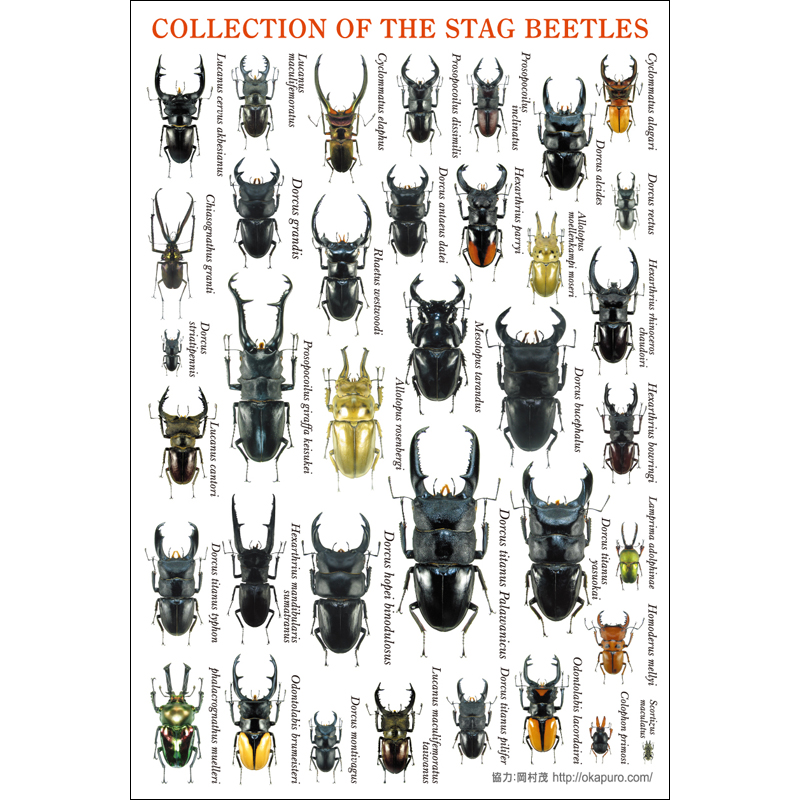 ポストカード：甲虫・クワガタ – 株式会社ザ・アクセス-TheACCESS-