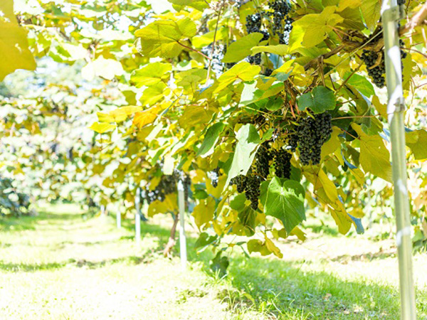 山ぶどうワインで震災復興！岩手県・野田村「涼海の丘ワイナリー」の