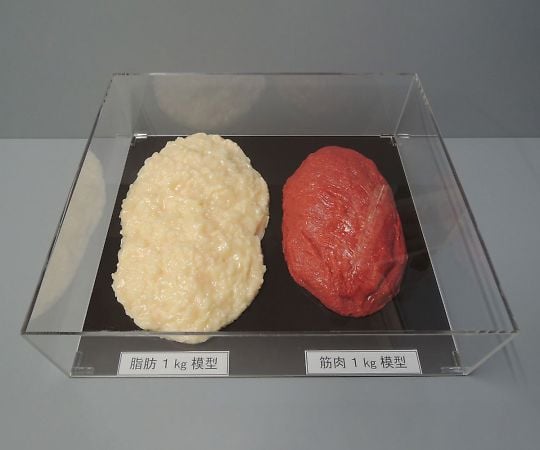 7-9884-02 脂肪・筋肉 対比模型セット 1kg SKT-010 【AXEL】 アズワン