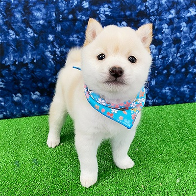 柴犬(小柴・豆柴も含む) - 神奈川県 男の子 2024/02/01 ホワイト系