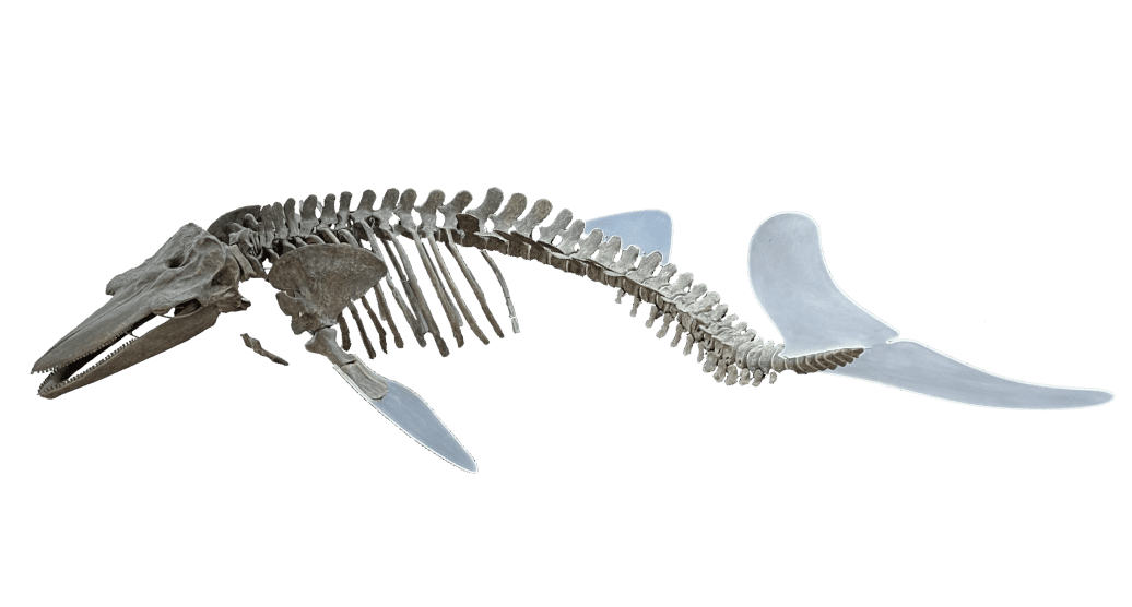 海の化石ミュージアム │ AOAO SAPPORO