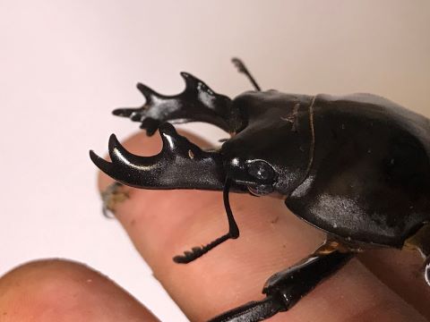 ヤエヤママルバネクワガタの大歯型は簡単！～3令幼虫からは「860cc