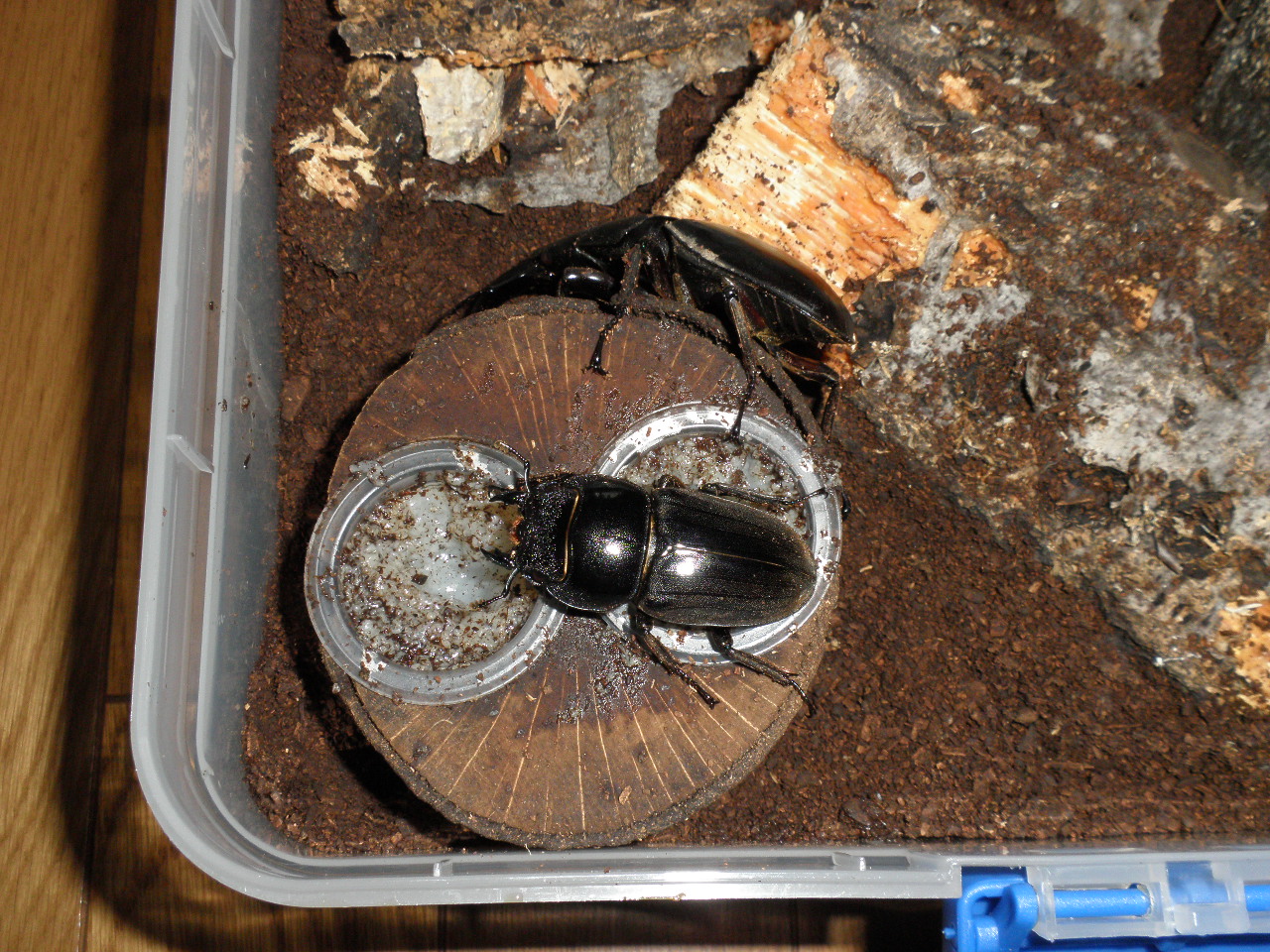 スマトラオオヒラタとパラワンオオヒラタを個別飼育へ