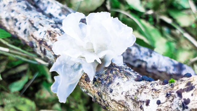 MOC ボディソルベ SC 150g | アロインス公式オンラインショップ