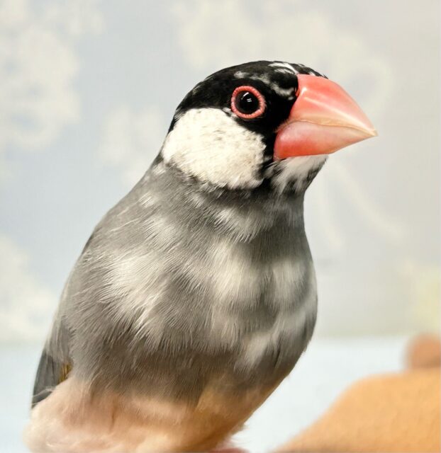 ❣️最新画像❣️白黒の水玉模様がとっても可愛い🥰‪‎🤍‬