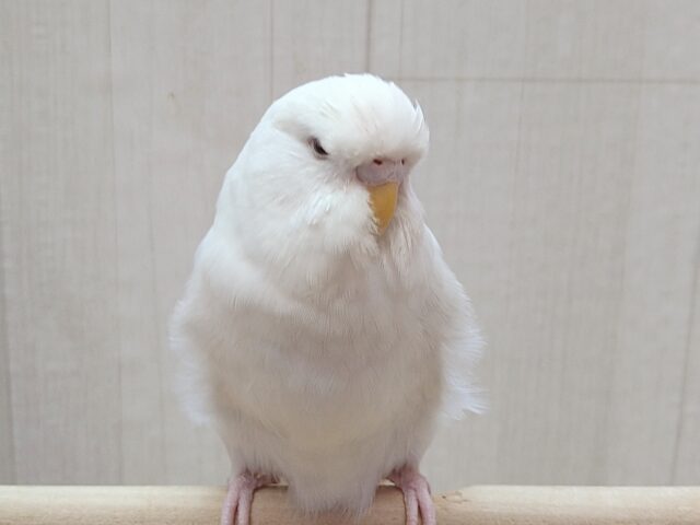 最新画像あります！大きな純白天使👼ジャンボセキセイインコのしらたま