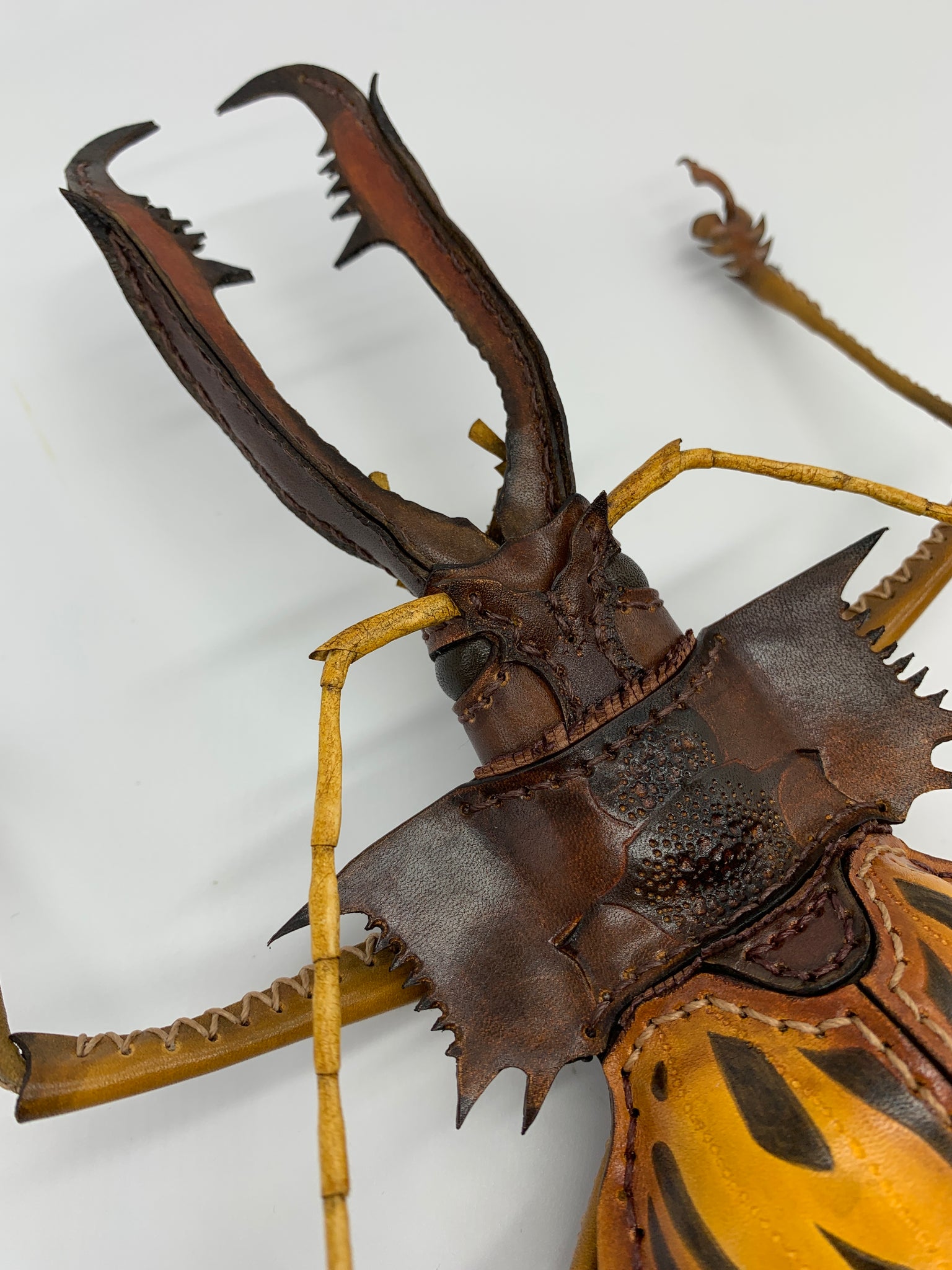 ペルー オオキバウスバカミキリ 99mm タイタンオオウスバカミキリ