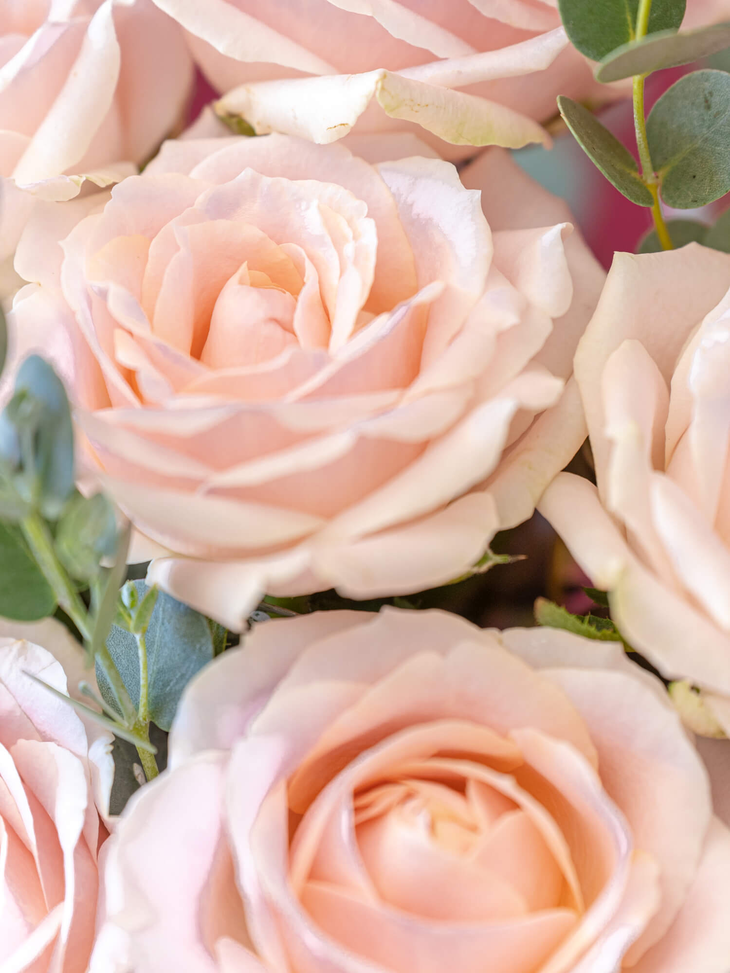 バラの花束 7本 - ピンク - | お花の通販AND PLANTS (アンドプランツ)