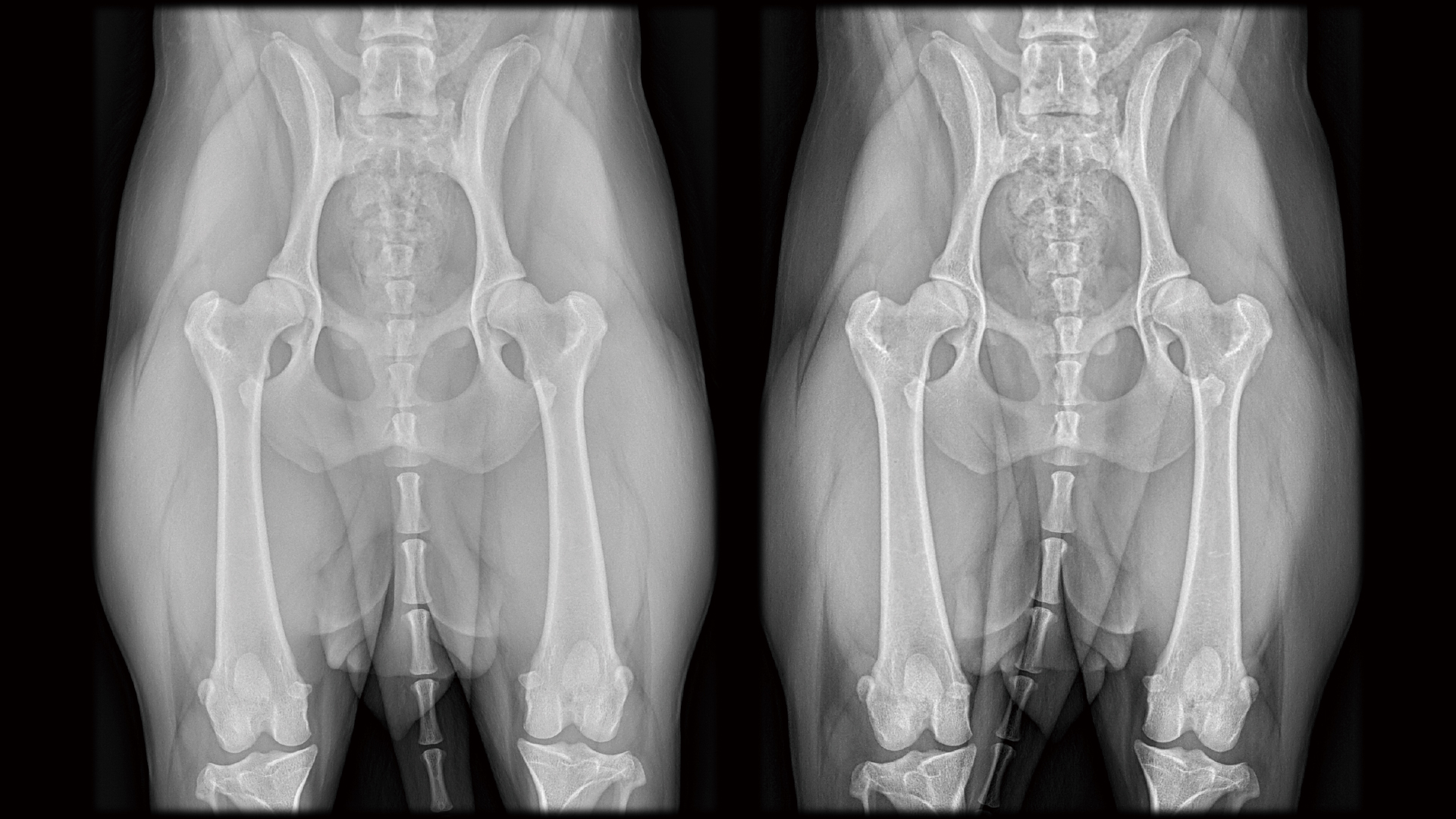 犬猫の診断力を上げるX線検査の極意 | 株式会社 医療情報研究所