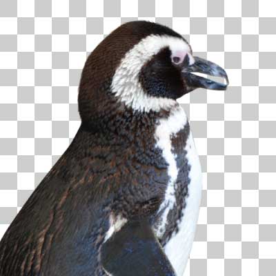 マゼランペンギン Magellanic penguin - TOKYO動物図譜