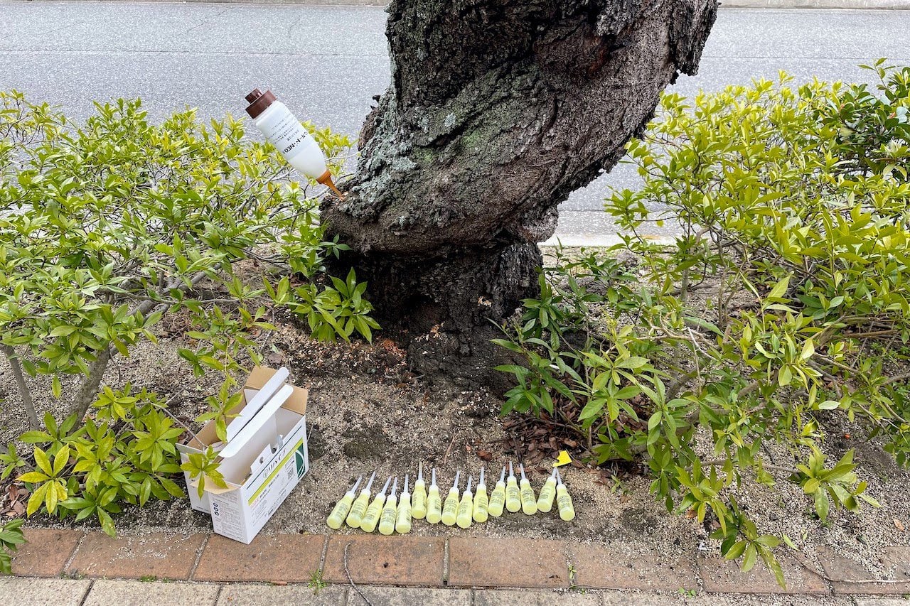 茶屋さくら通りの桜の木がおくすり刺されてた。カミキリムシから守る