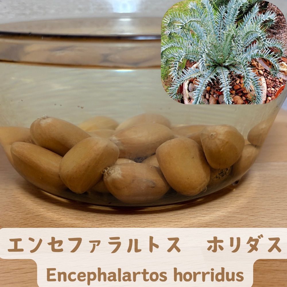 26年1月入荷 種子1粒 希少 エンセファラルトス ホリダス - メルカリ