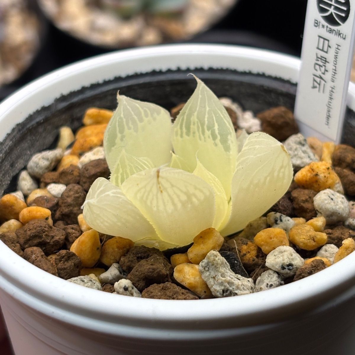 ハオルチア ☆ 白蛇伝（カキ仔発根済み）白プラポット付き メルカリ便