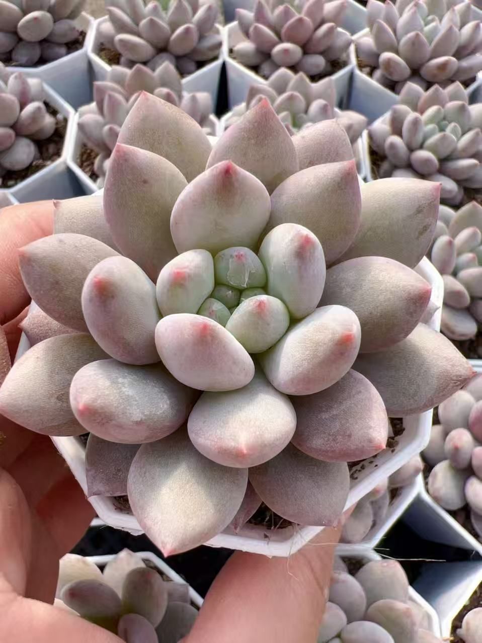 多肉植物 M239 ソロモン 50株 抜き苗 エケベリア セダム アエオニウム