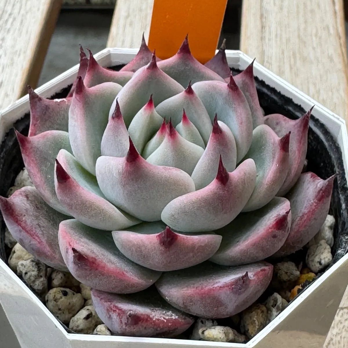 Haku❣️札付き❣️miyaさん苗❣️希少命名株❣️❗️多肉植物 ポット