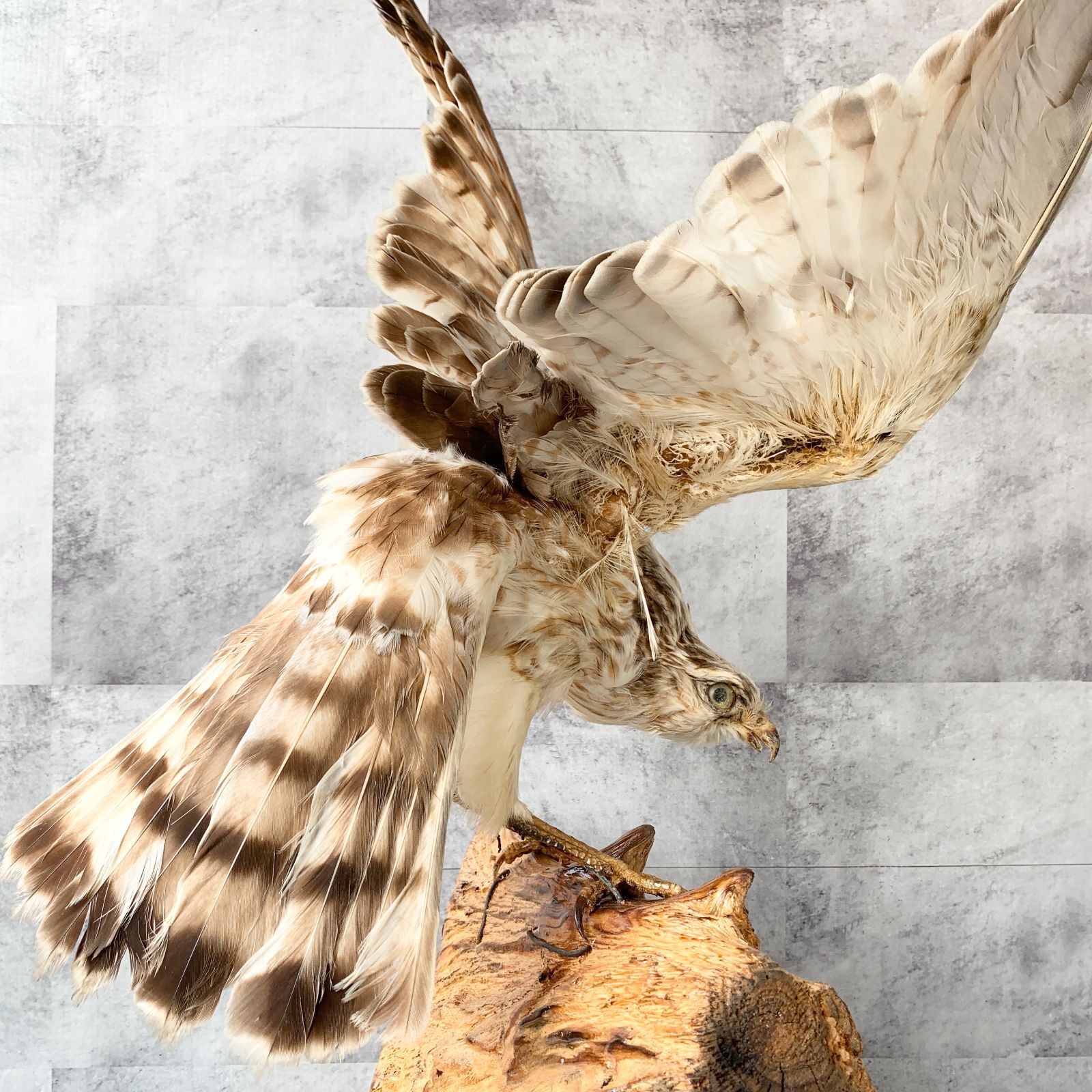 本州送料割あり】白鷹 松上鷹 タカ 剥製 動物 置物 飾り物 鑑賞