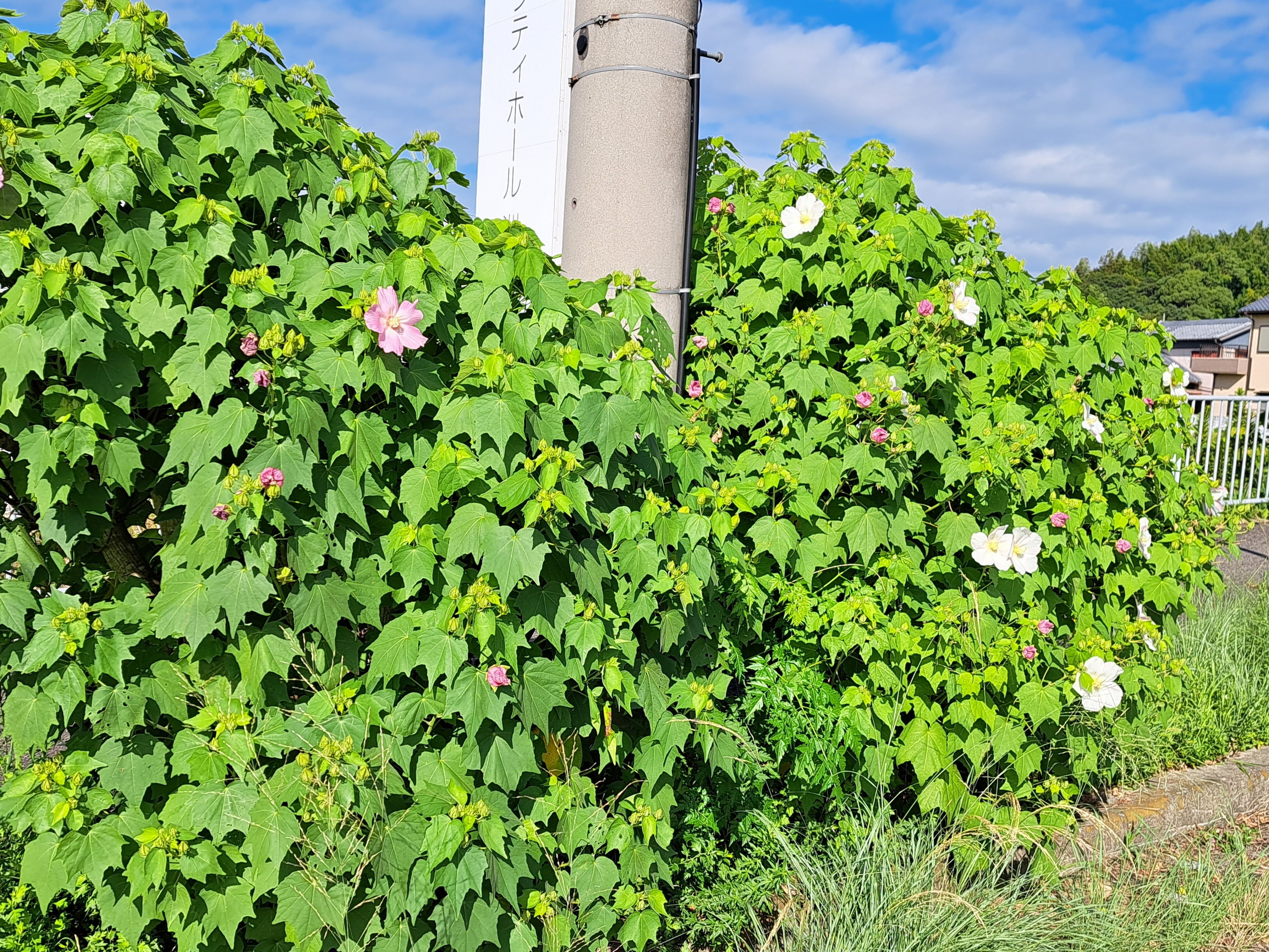 芙蓉と酔芙蓉｜光守氏天貴（ひがしあき)