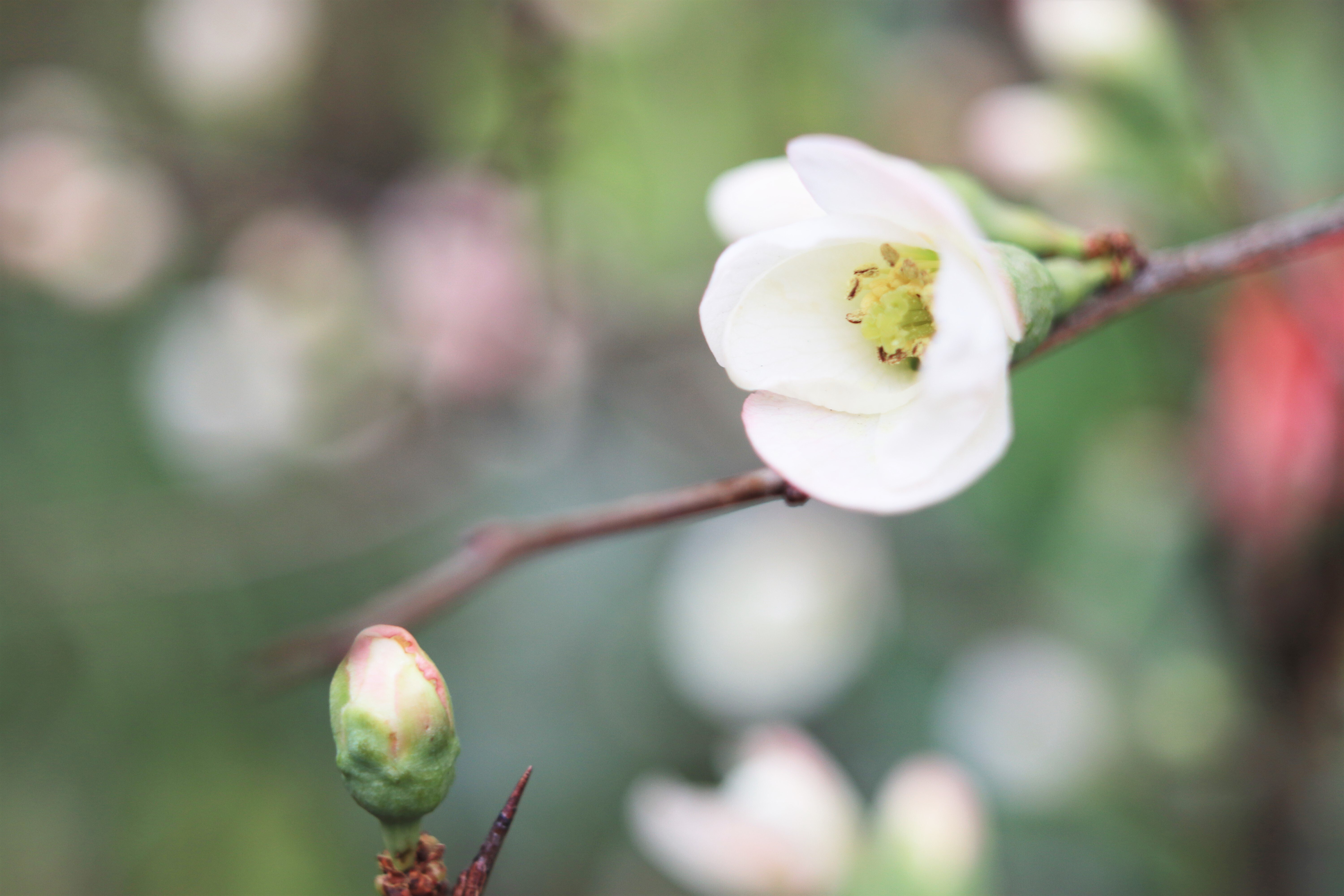 カラー・スコパレックス 35ミリ F2．8｜一花幻
