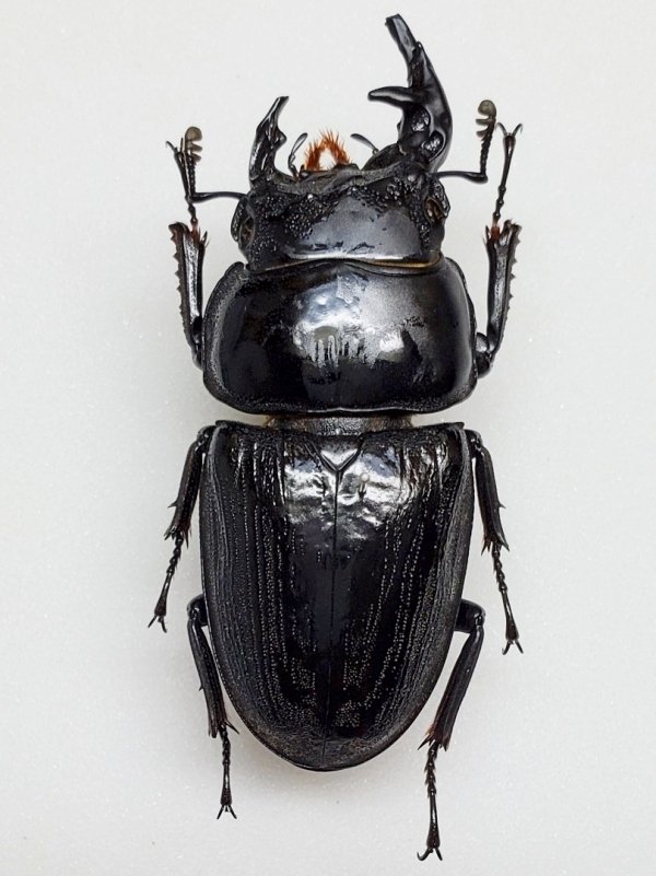 雌雄モザイクのクルビデンスオオクワガタ｜AKECHI