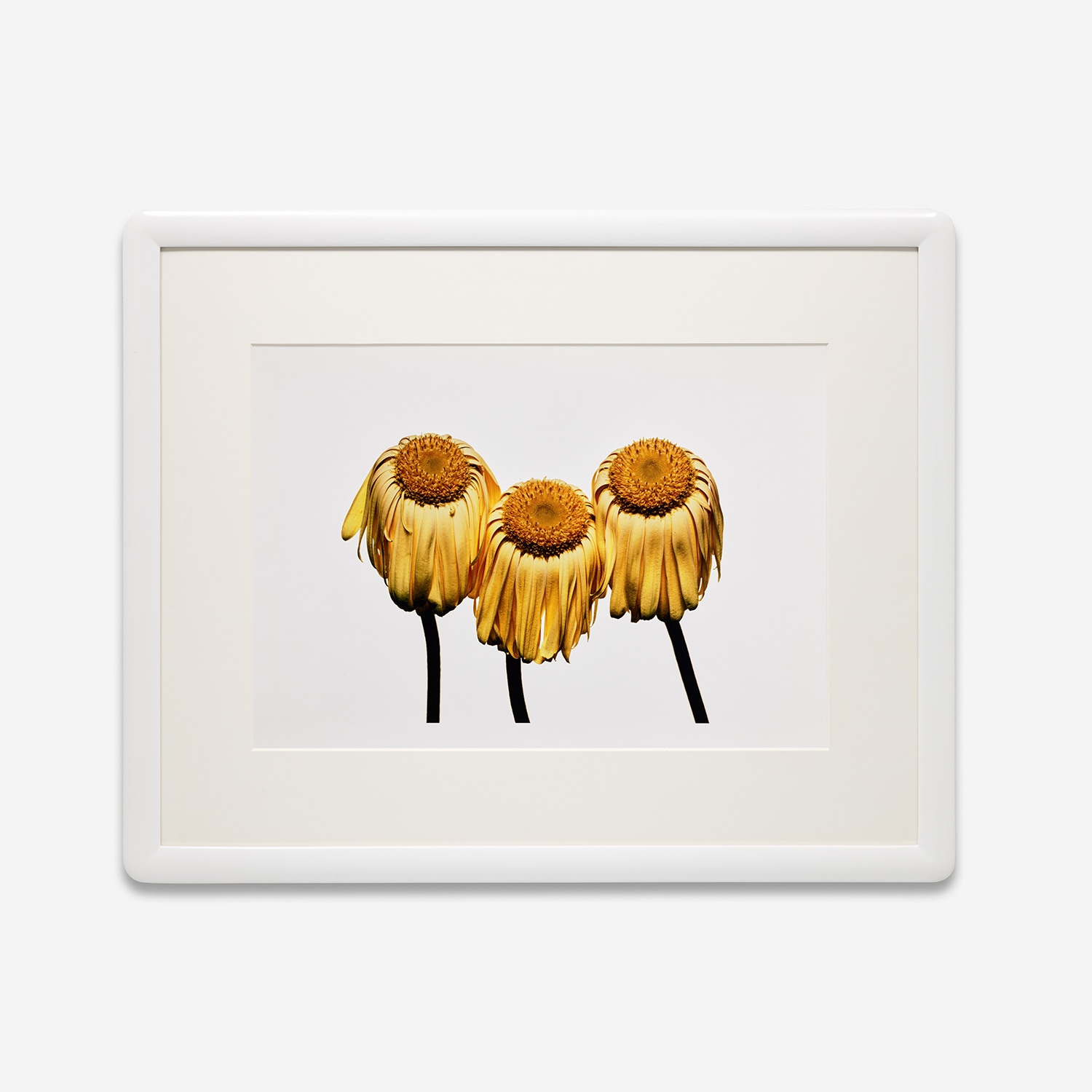 Irving Penn Photographs