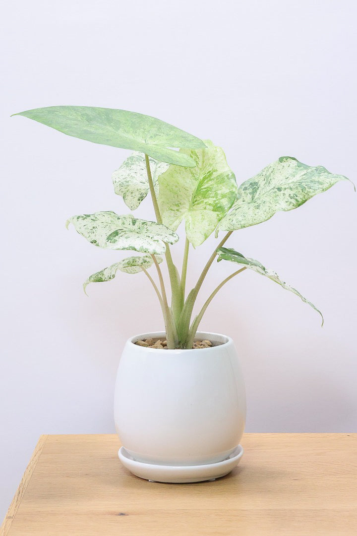 Alocasia Melo Albo アロカシア メロ アルボ ハーフムーン アロカシア