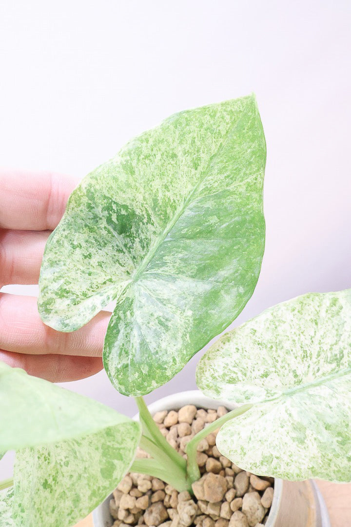 アロカシア バティックオドラCGL60500観葉植物の通信販売 | APEGO