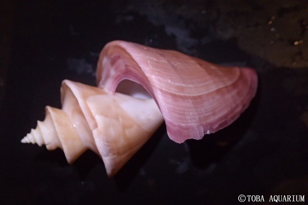 チマキボラ | 鳥羽水族館 飼育日記