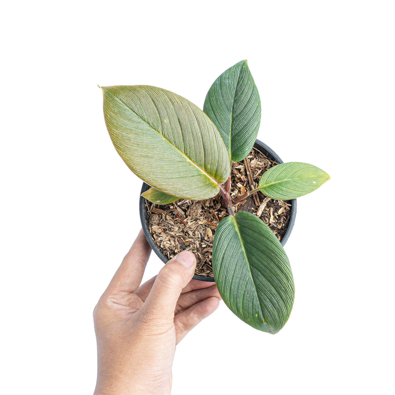 Homalomena red thrick Sp Sumatra – Aroid Market