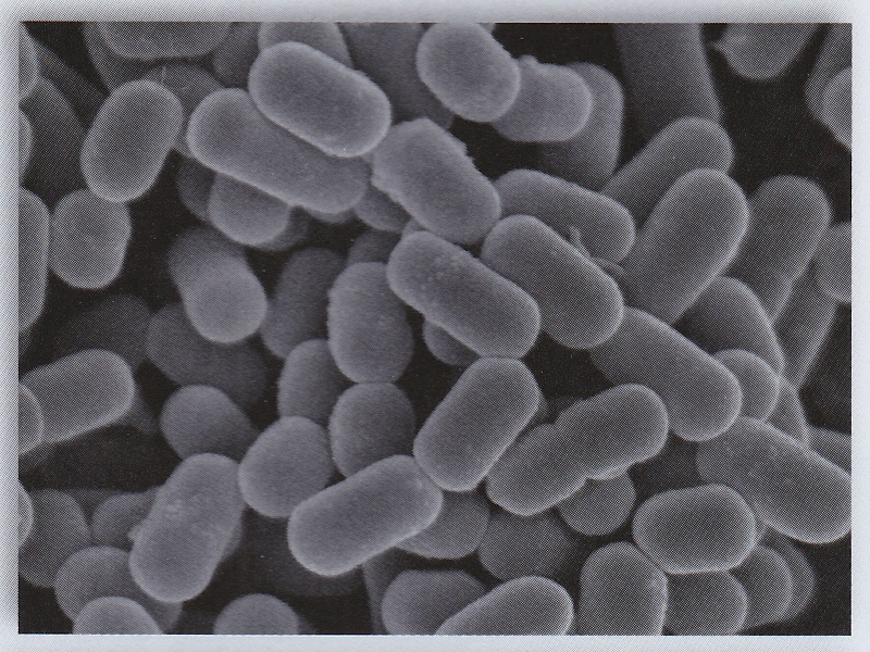 ナガセ ビューティケァ 健康食品 化粧品 通信販売 アルカンジュ