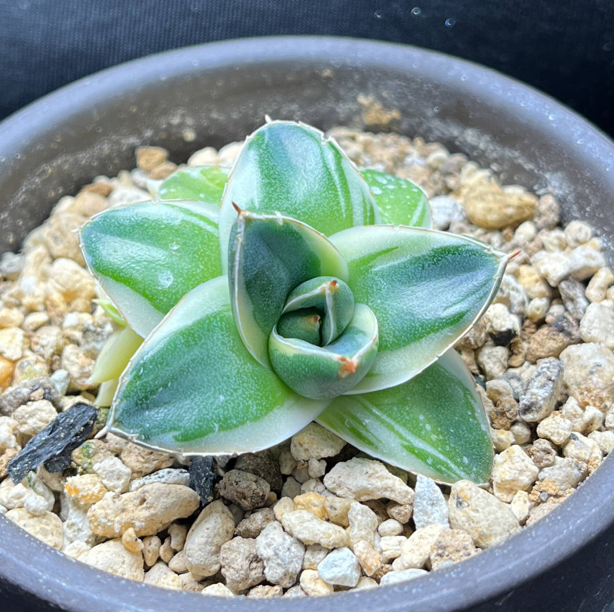 アガベ ピンキー 王妃笹の雪A型白覆輪 カキ仔（3個）付き Agave