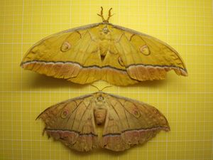 ヤママユのYahoo!オークション(旧ヤフオク!)の相場・価格を見る｜Yahoo