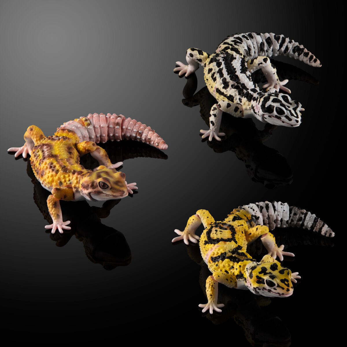 抽選販売】いきもの大図鑑アドバンス ヒョウモントカゲモドキ3種セット