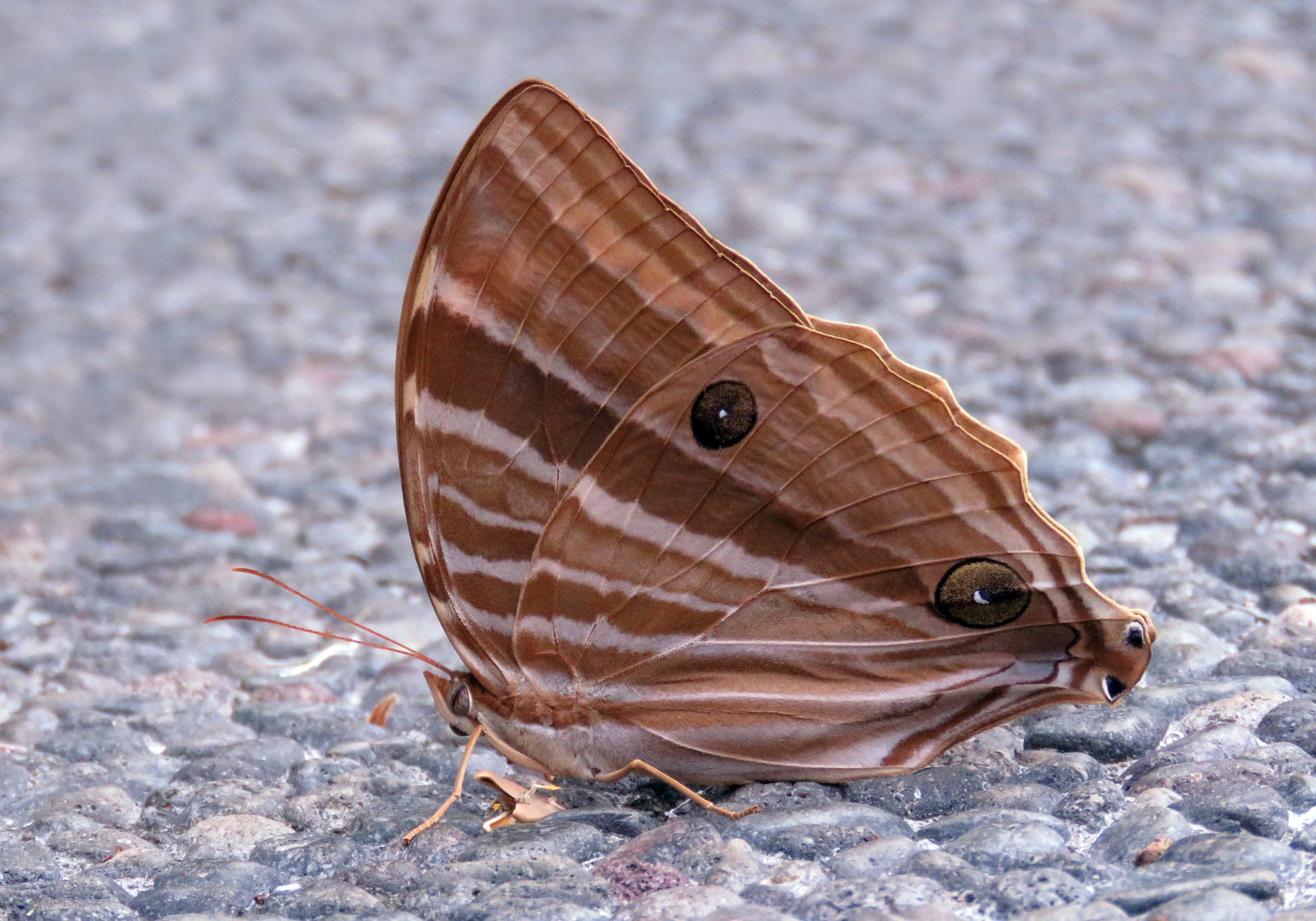 The Palm King (Amathusia phidippus) - Bali Wildlife