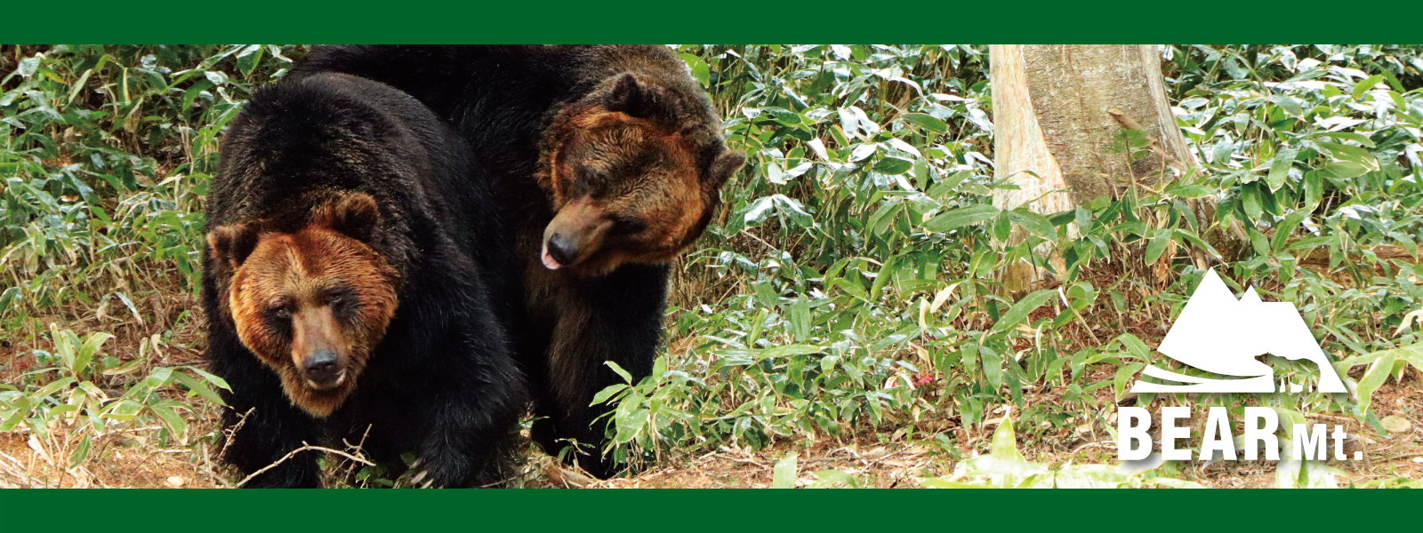 サホロリゾート ベア・マウンテン – 北海道にある日本初のヒグマの