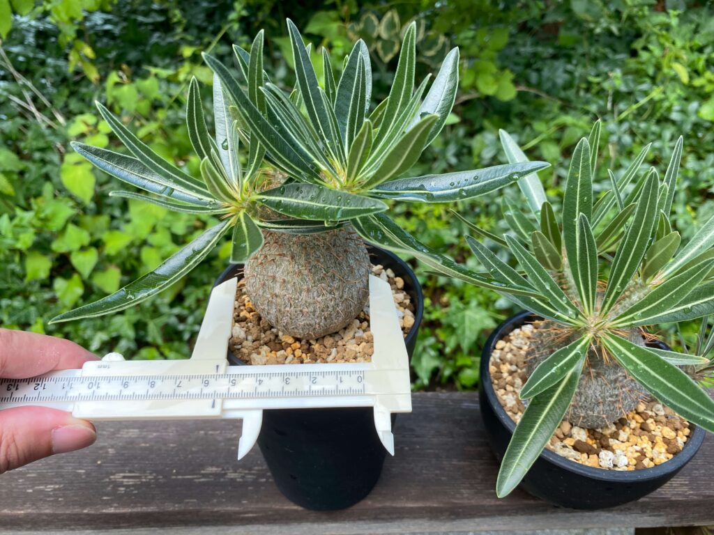 実生7年目パキポディウム・グラキリスの成長記録2016年播種