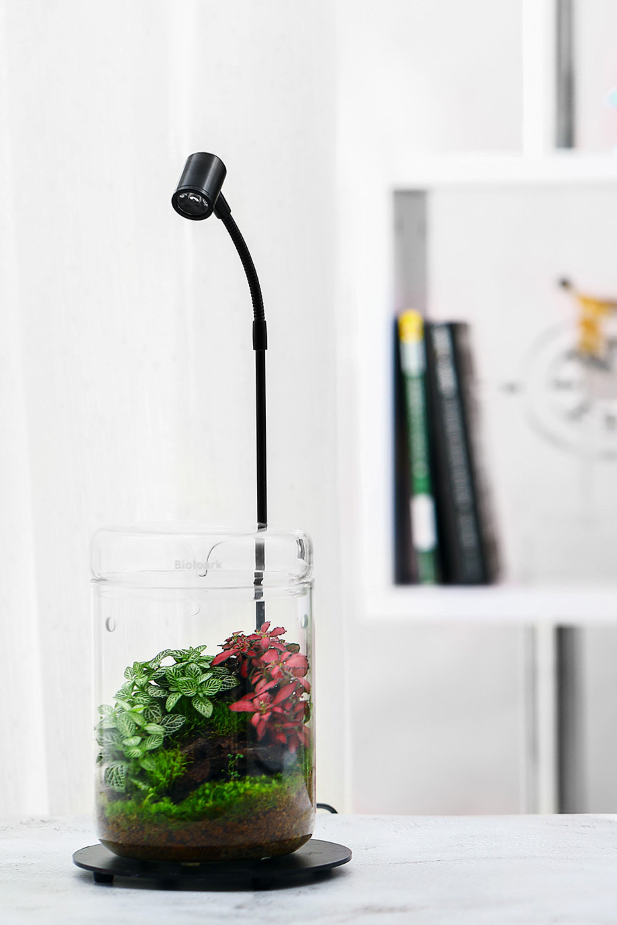 テラリウム専用のガラス容器 MYシリーズ テラリウム容器ブランド