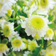 バイオアロマ公式サイト