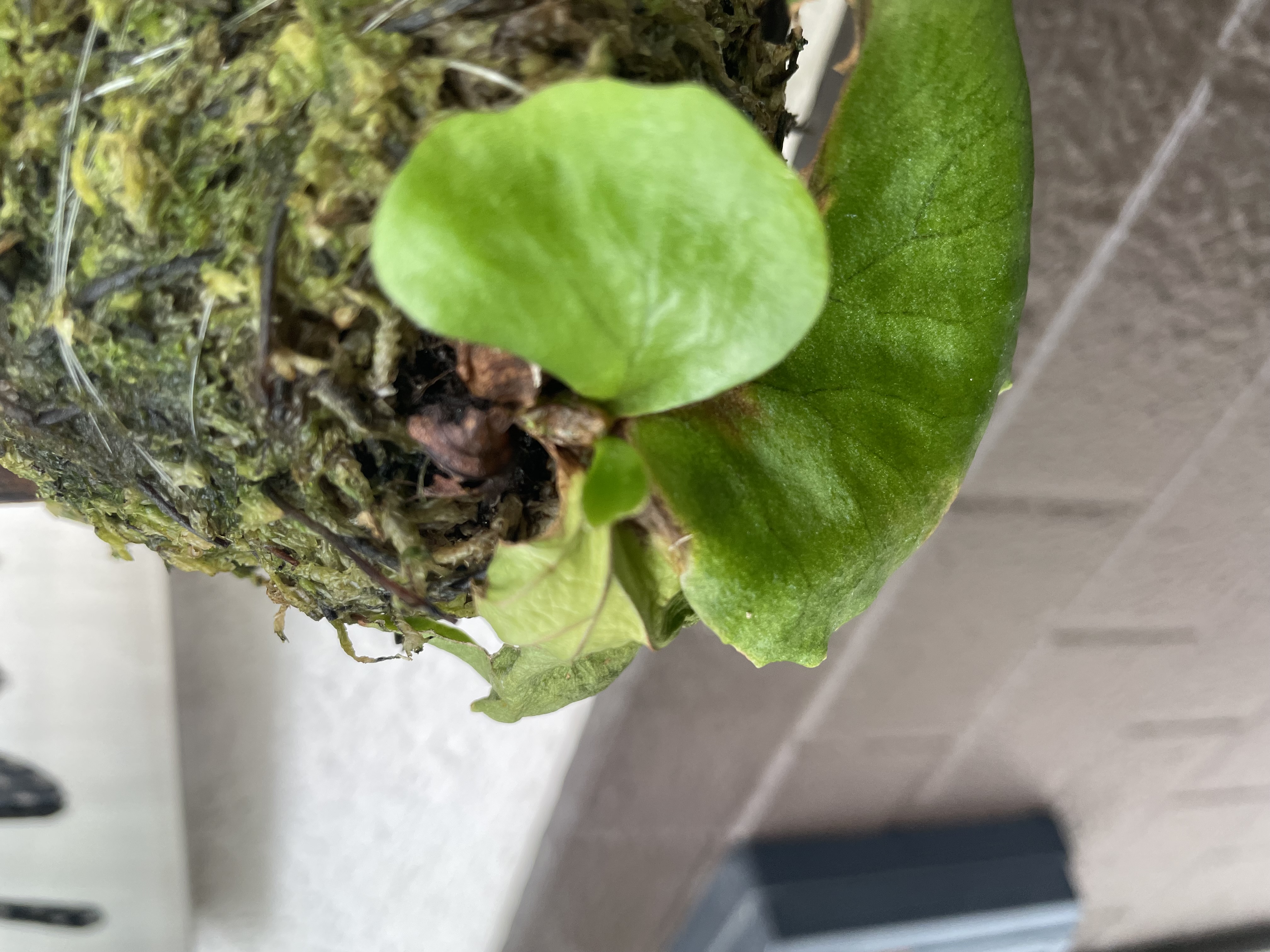 ビカクシダの森