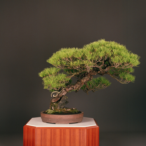 赤松斜幹」常滑太鼓胴鉢 | 盆栽 | 四国新聞社