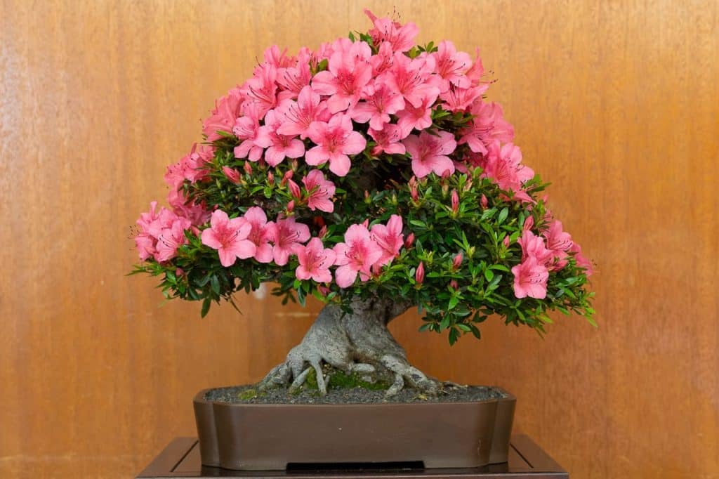 Report from the Bay Area Satsuki Aikokai's 2019 Exhibit - Bonsai