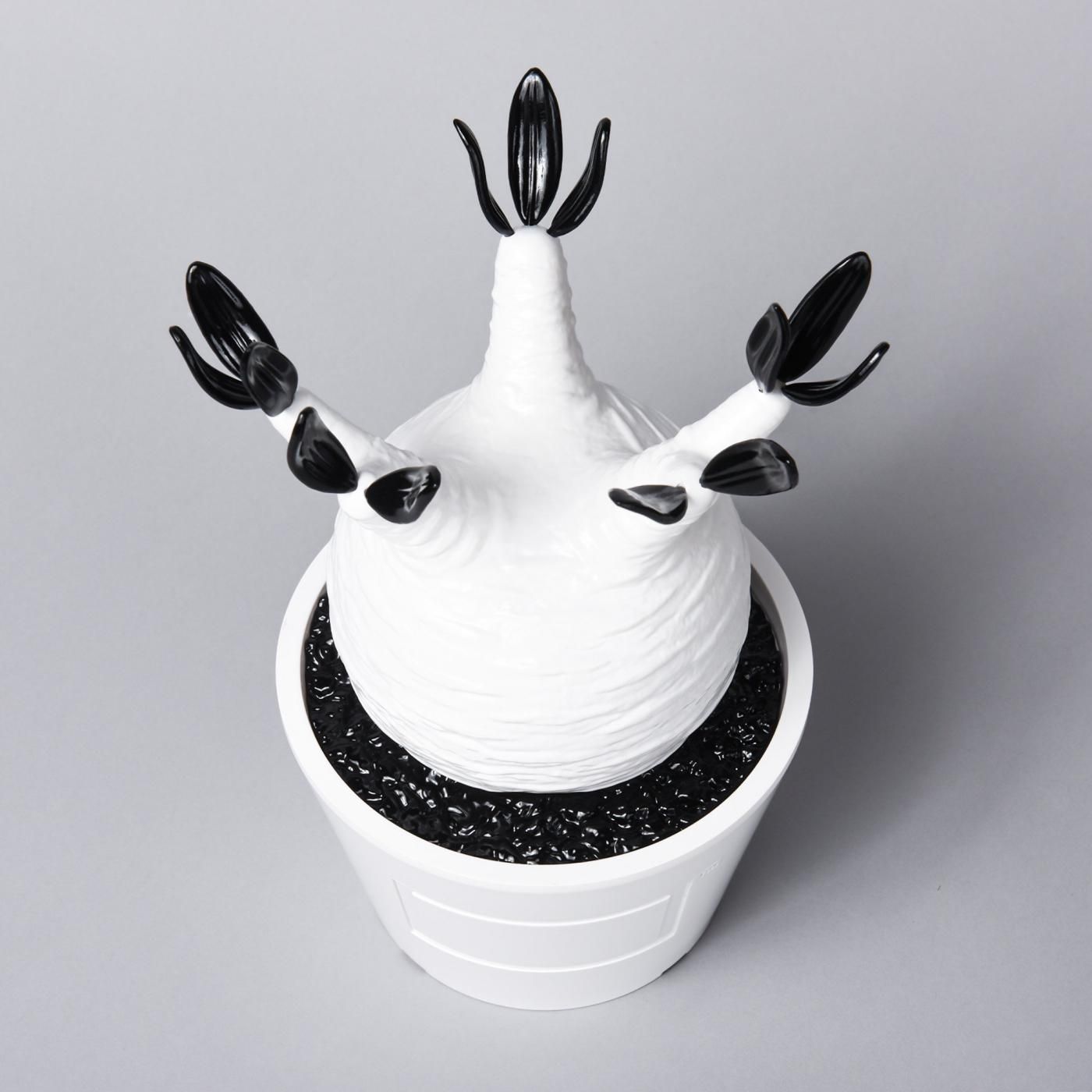 Pachypodium Gracilius gloss var. WHITE – BOTANIZE