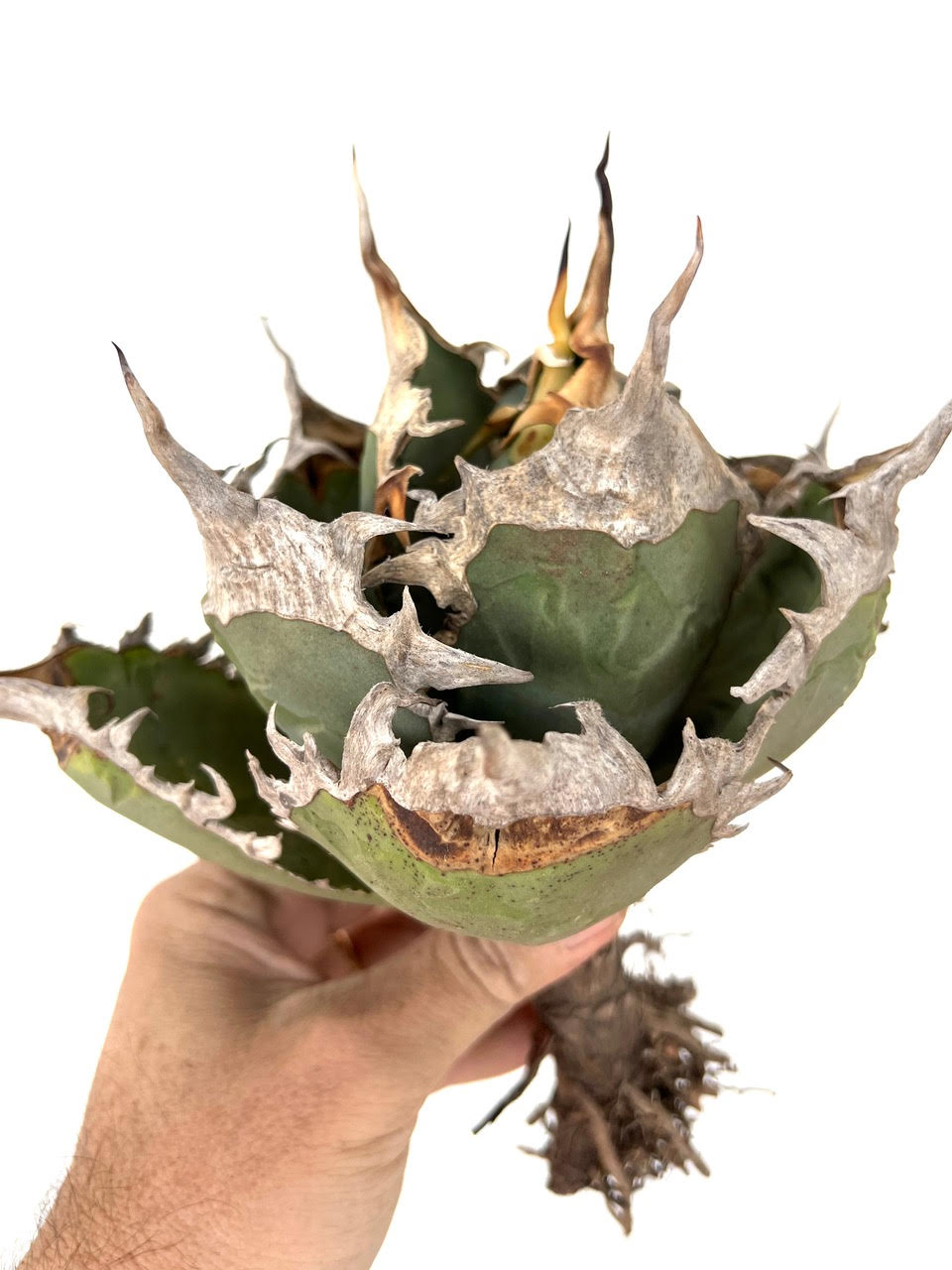 Agave titanota SEEDS | Elevate Your Garden with Unique Varieties