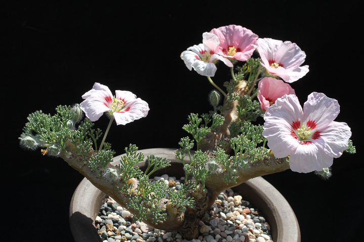 Shabomaniac! サルコカウロン・ムルチフィズム（モンソニア