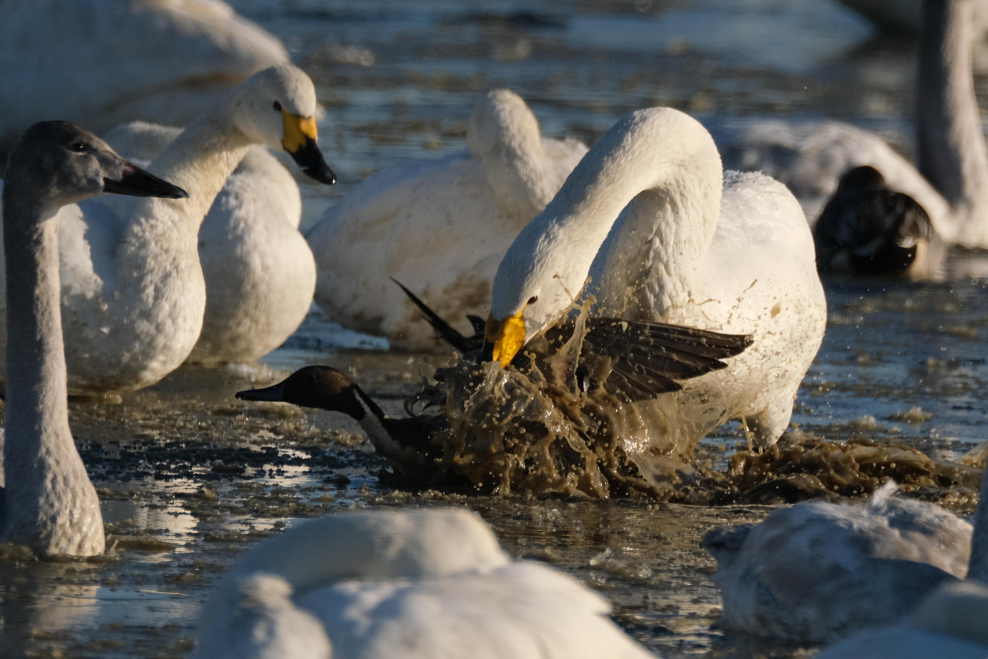 意外と暴力的な白鳥 - panoramaheadの蔵